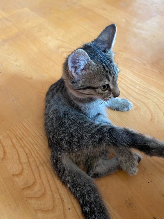 Котята бесплатно