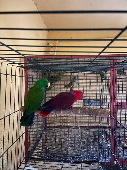 Продам попугая малыша эклектуса