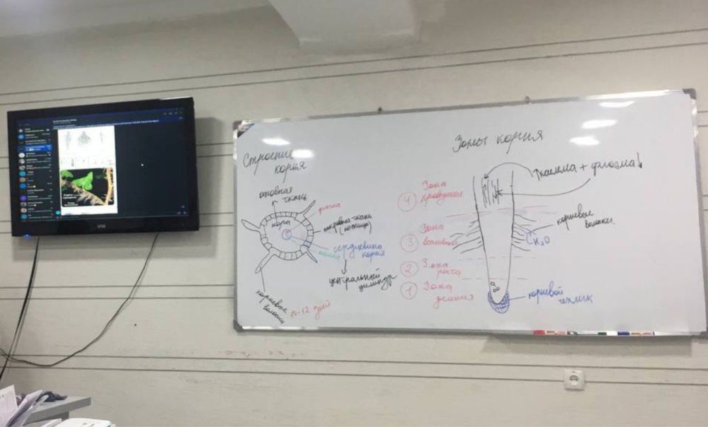 Учебный центр / репетитор биологии / биология / биолог / медицина