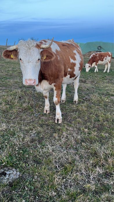 Vand vaca gestanta in 7 luni