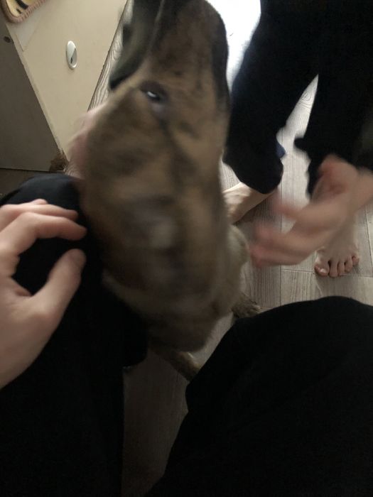 Собака 2 месяца девочка