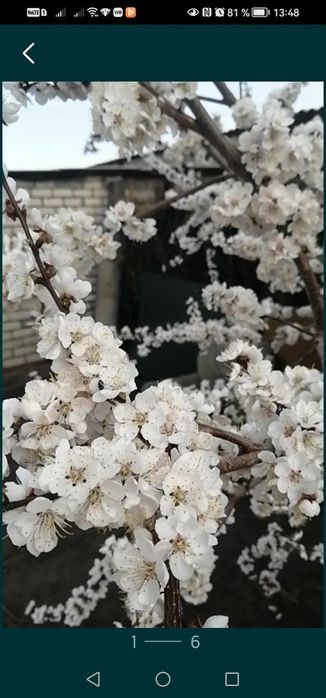 2 годичные абрикос ы