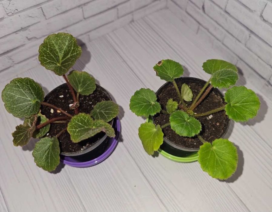 Камнеломка плетеносная, 2 вида