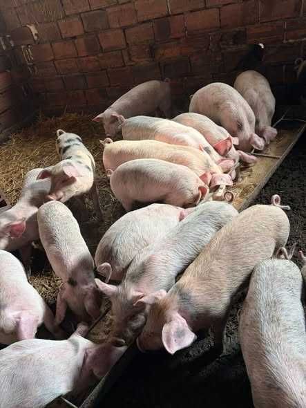 Домашни малки прасенца, отбити и ваксинирани