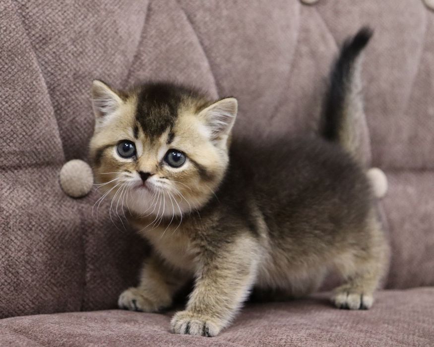 Продаются  британские котята