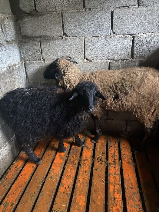 Продаеться овцы Тұсақ