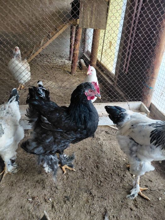 Қораз Петух 5 айлық