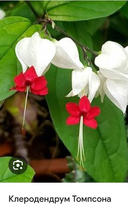 Сциндапсус,  фиалки,  Традесканция,эпипремнум.