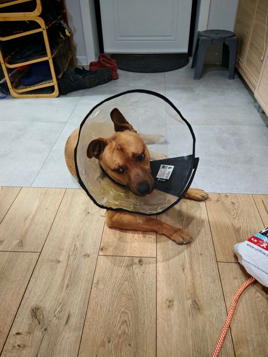 Отдам в хорошие руки