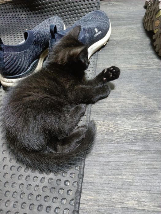 Отдам котят в хорошие руки