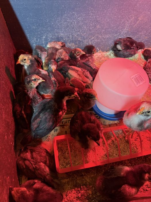 Pui de 3 saptamani Araucana, Ameraucana, Austrolop si Wyandotte