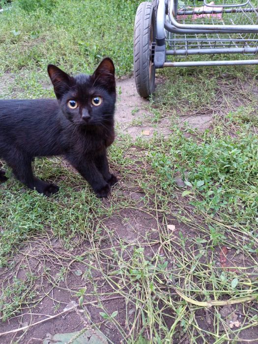 Котята красивые
