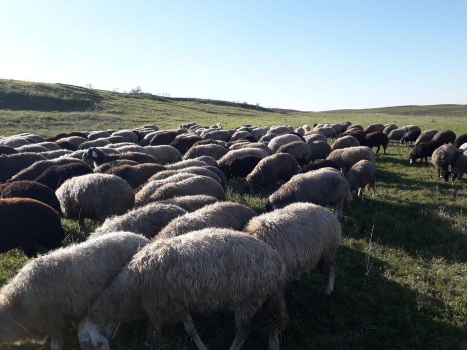 Vand oi karakul tinere