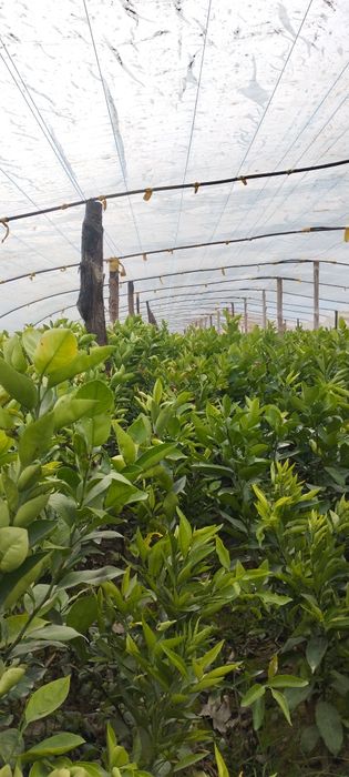 Mandarin .  limon.  koʻchatlari sotiladi.