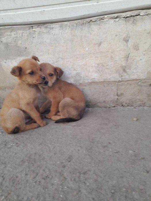 adopta un catel jucaus