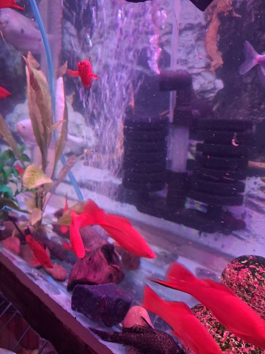 Продам взрослых мечаносцев