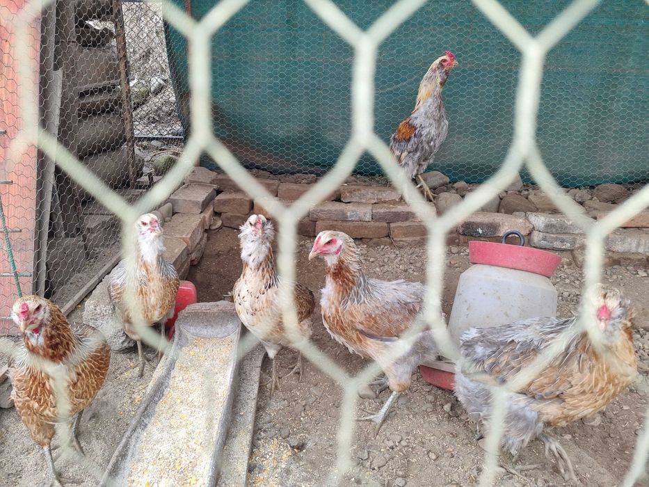 Pui si oua de incubat Araucana