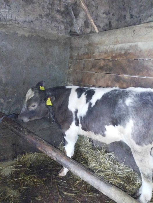 De vânzare Vaca Bāltatā cu vitel Belgian