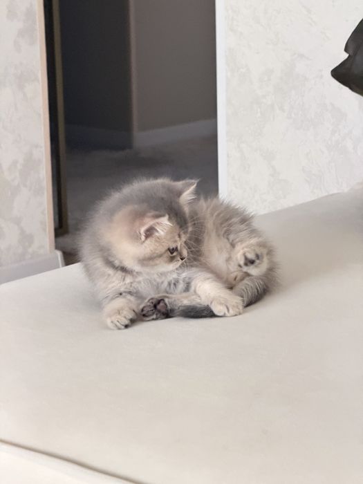Британская шиншилла котенок