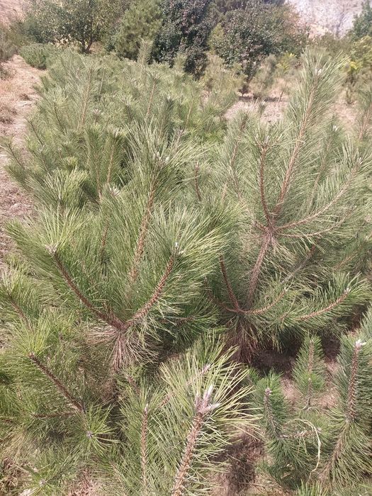 Продаются крымский сосны.