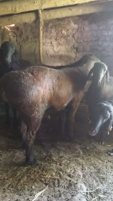 Гисар екі жасар бес бас