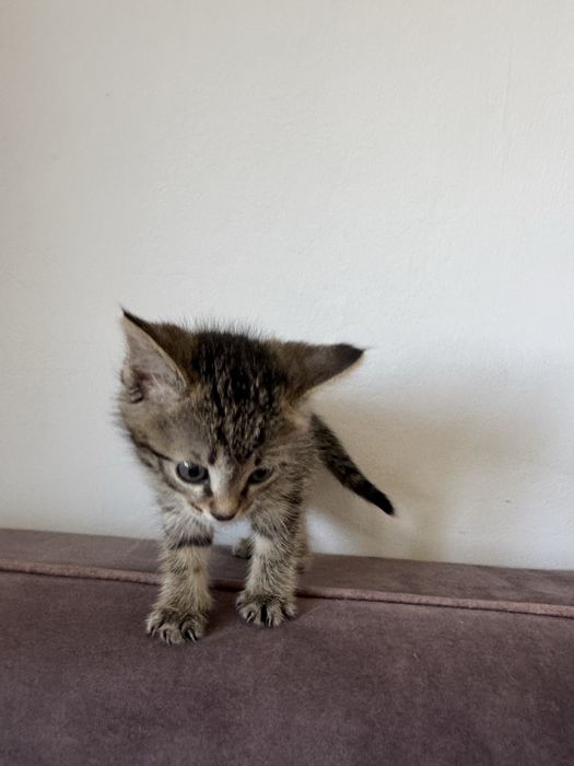 Котенок девочка очень игривая
