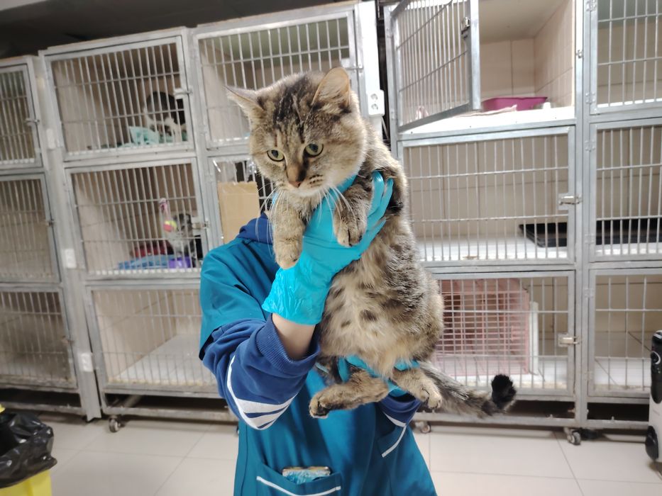 Кошечки в хорошие руки