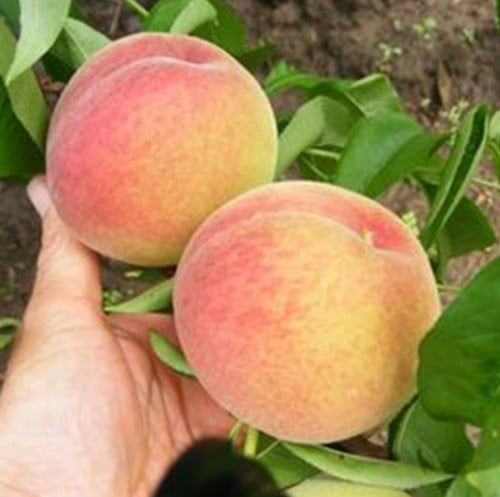 Piersic incorcio superb