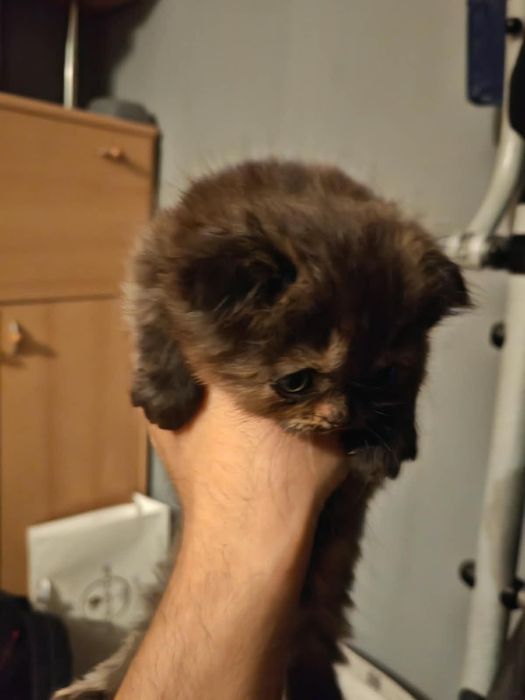 Продаю котят (месяц)