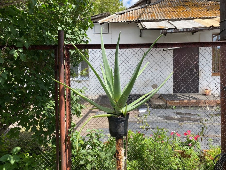 Розебудная Герань и Алоэ Вера