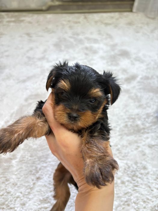 Продам щенков Йорка. Йоркширский терьер