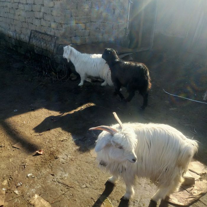 Эчкилар сотилади 3 дона бор