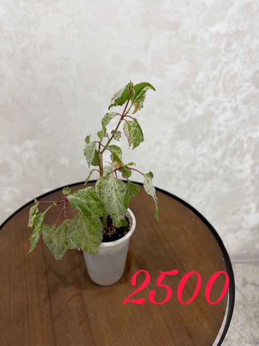 Продам комнатные растения