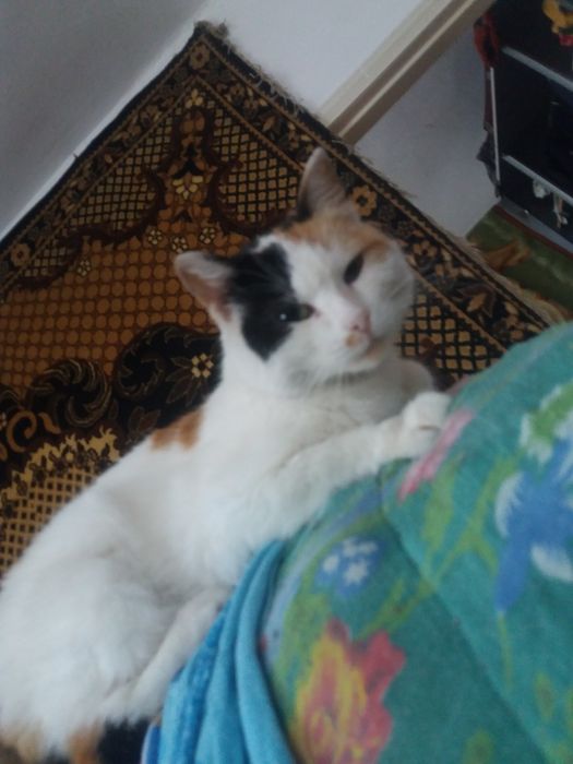 Кошка СТЕРИЛИЗованая