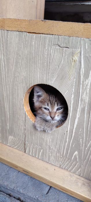 Отдам котят в хорошие руки