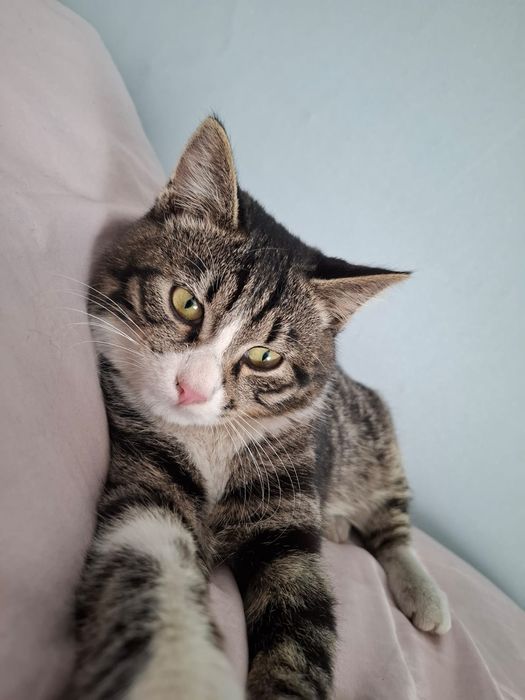 Отдам в хорошие руки