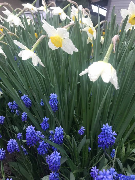 Нарциссы  и Тюльпаны на срез  белые.