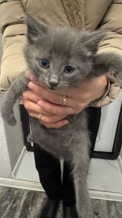 Отдам котят в добрые руки