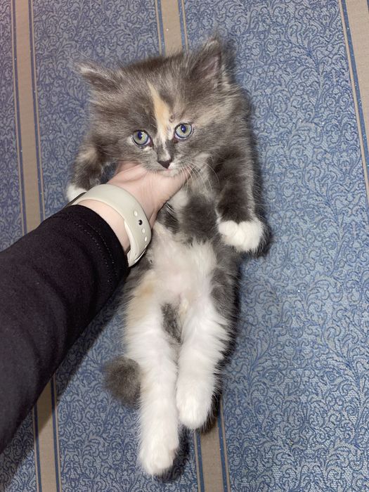 Отдам котят бесплатно