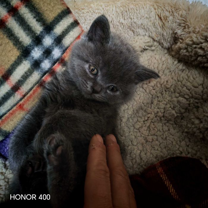 Синя британска късокосместа