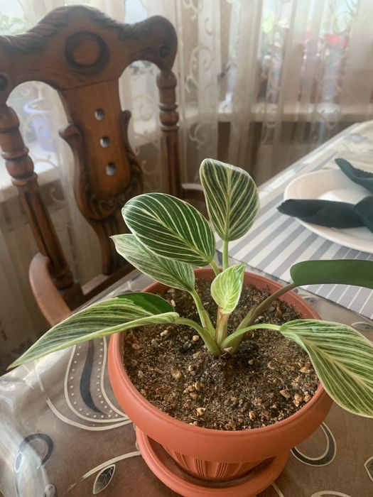 Комнатные цветы в горшках