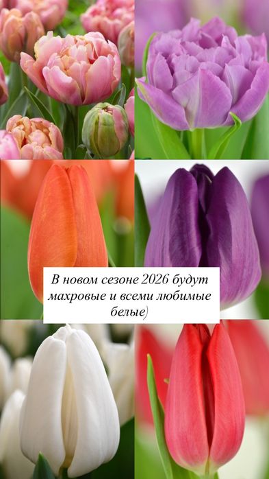 Тюльпаны оптом на 8 Марта