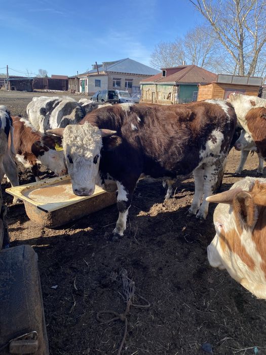 Продам быков на мясо/ на племя