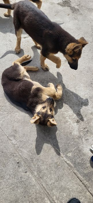 Сабака апчаркы күшик