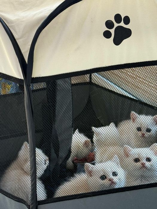 британец мальчик