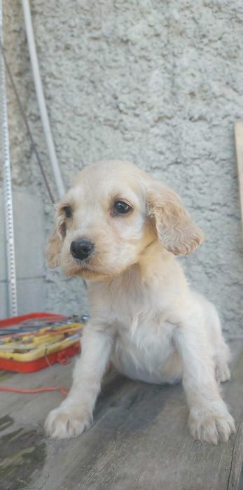 Кокер Шпаньол...