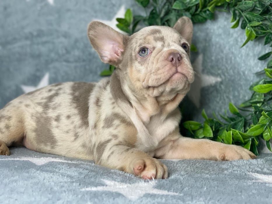 Bulldog francez isabela