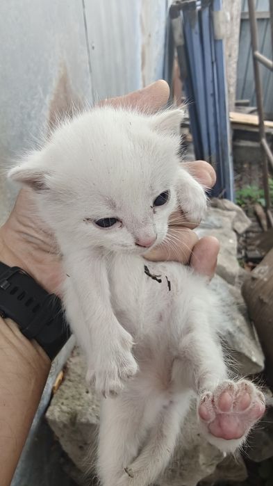 Дарю котят с кошкой