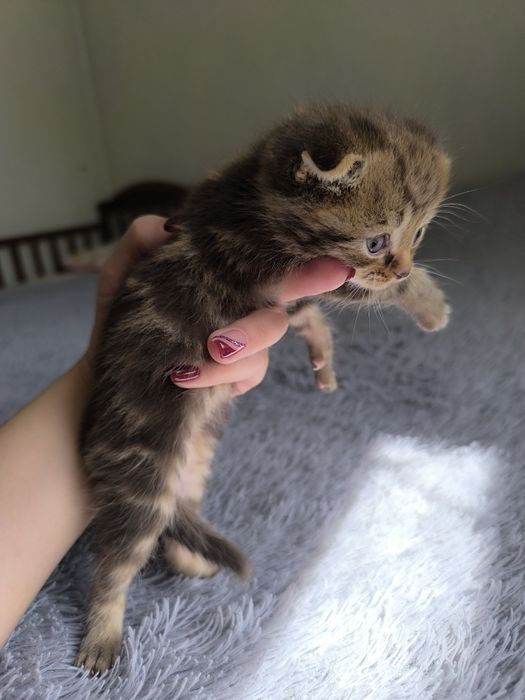 Продаются котята