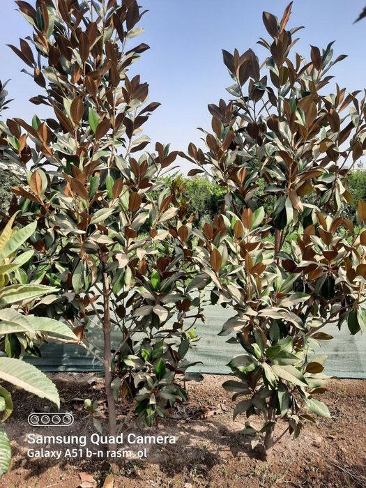 Декоративные саженцы — от фирмы Samarqand Agro Dizayn!